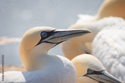 northern gannets, morus bassanus, photo