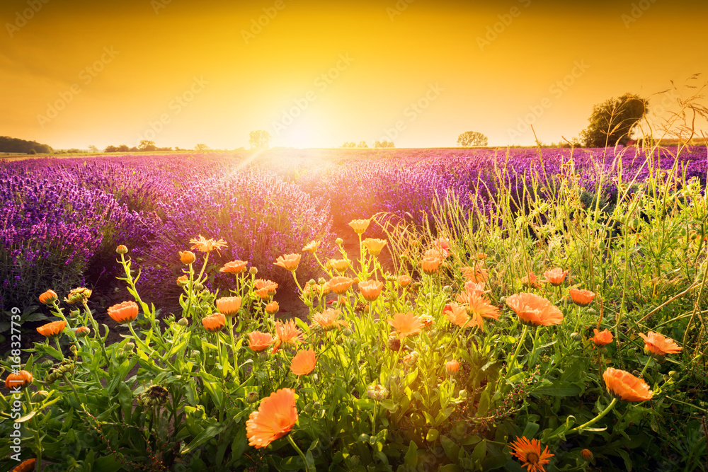 vender flower field landscape at sunset. Summer