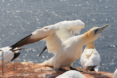 northern gannets, morus bassanus, photo