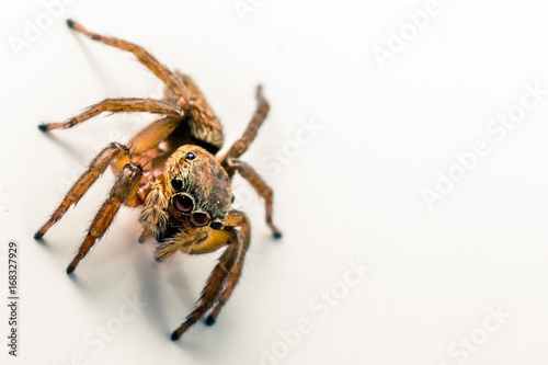 Brown Spider