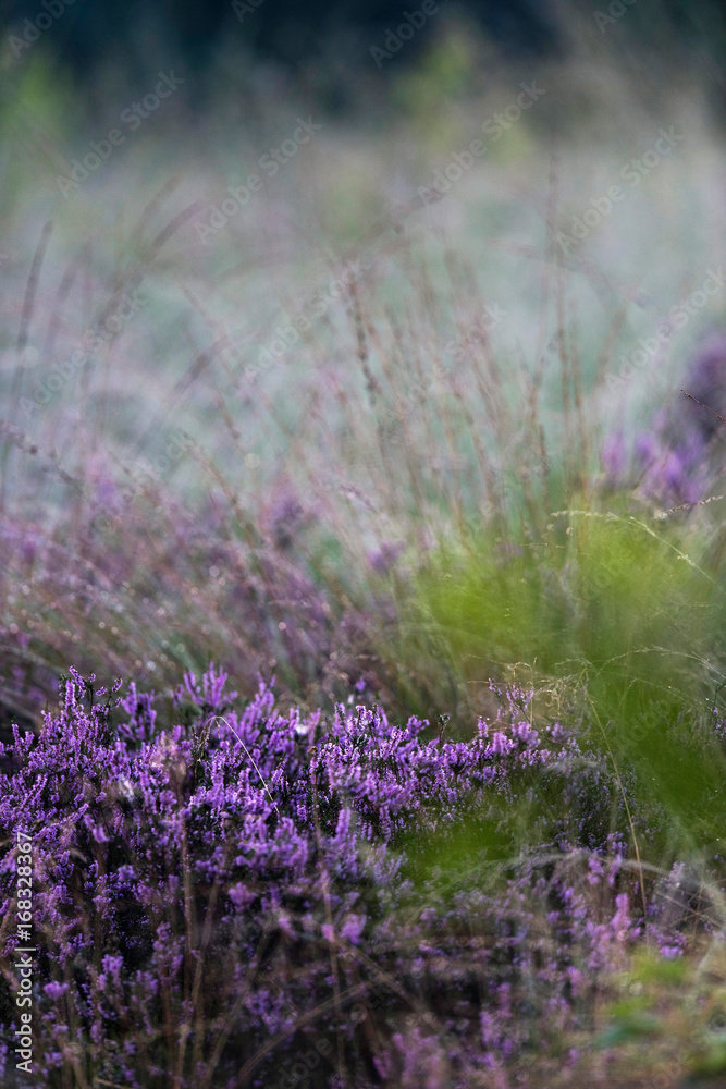Obraz premium Close-up of blooming common heather.