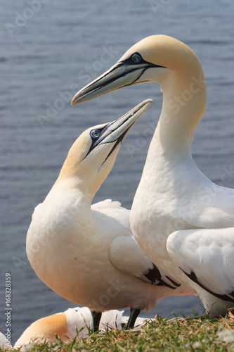 northern gannets  morus bassanus 