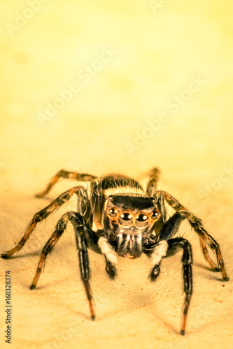 Jumper Spider © Windy