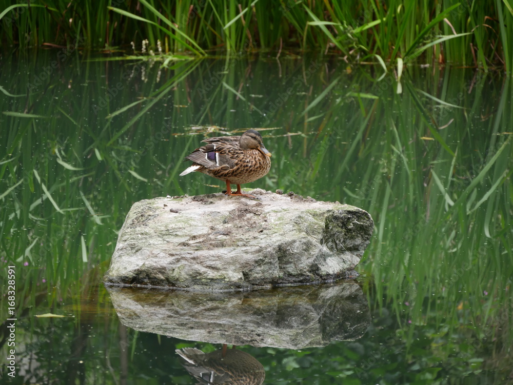 Ente StockFoto Adobe Stock