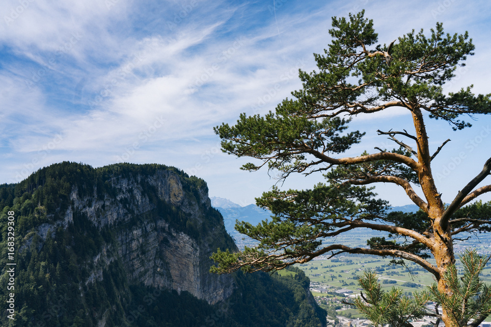 Pine in front of mountain at Lake Constance