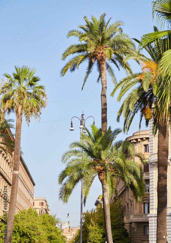 Palm trees against the blue sky in the streets of Rome, Italy