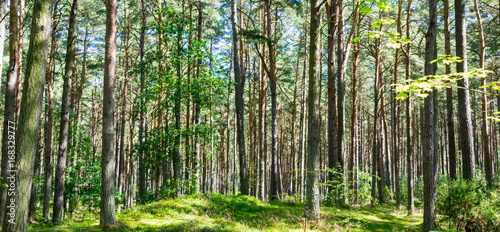 Summer forest landscape and summer forest background