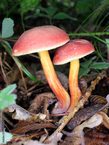 Champignons des bois non comestibles