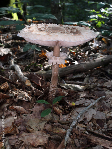Champignon des bois : Lepiote