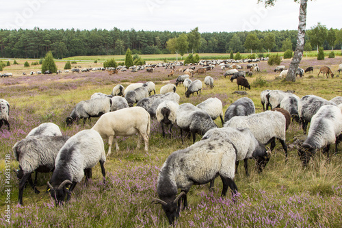 Herde Heidschnucken Schafe