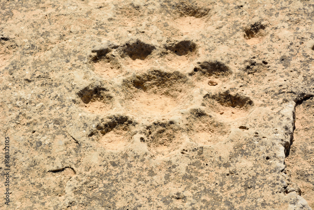 Ancient dot carvings with floral design at Jebel Jassassiyeh site in Northern Qatar. Ancient dot carvings with floral design at Jebel Jassassiyeh site in Northern Qatar.