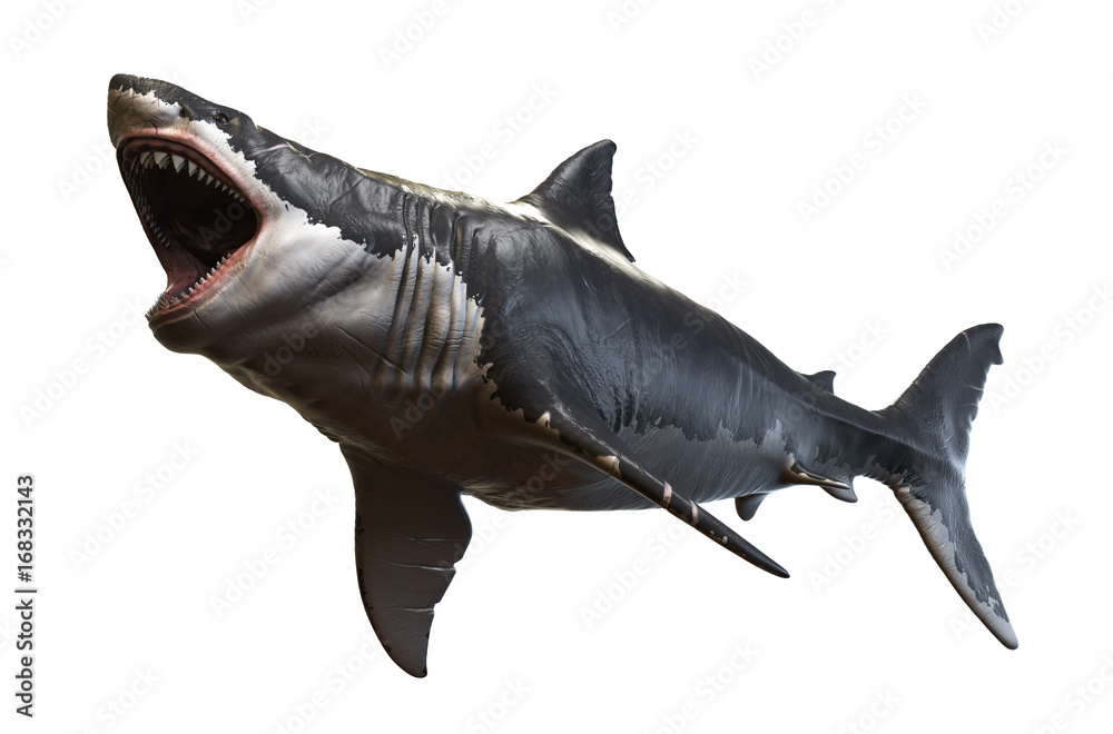 Obraz premium 3D rendering of Megalodon isolated on a white background.
