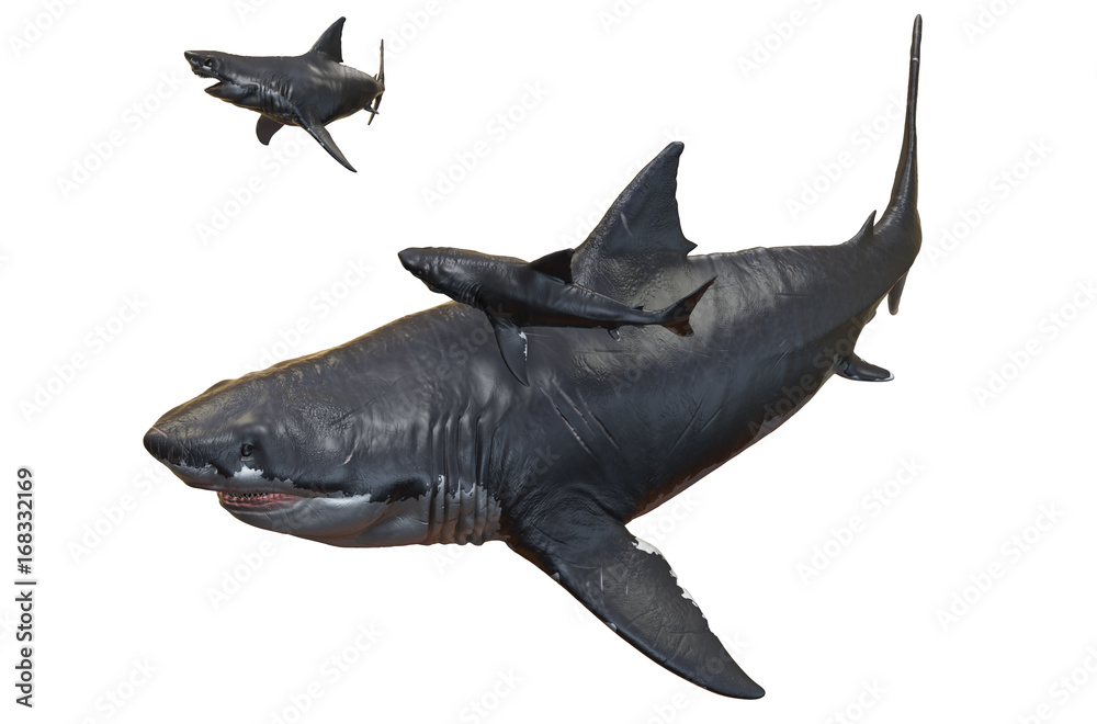 Fototapeta premium 3D rendering of a Megalodon and two Megalodon pups, isolated on a white background.