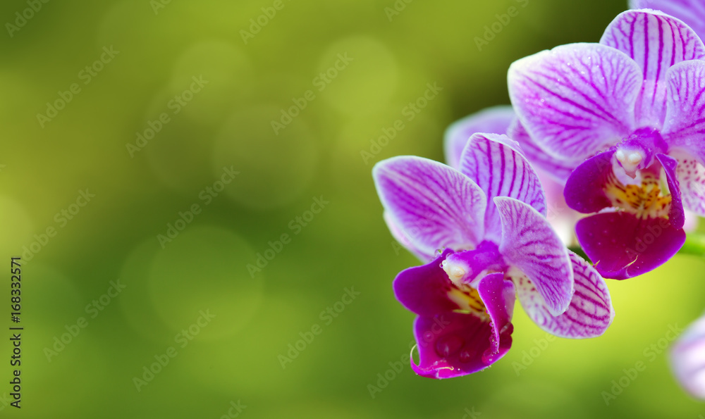 Naklejka premium Pink orchid with water drops isolated.