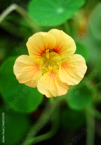 A yellow nasturtium flower against a background of green leaves.