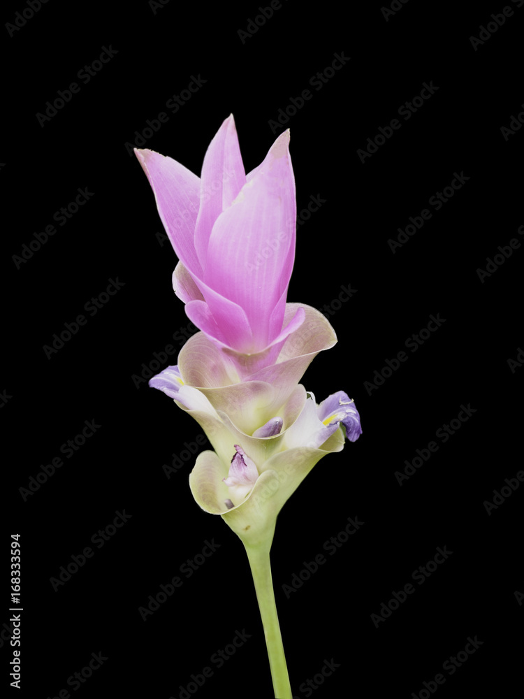 isolated Siam Tulip on the black background with clipping path