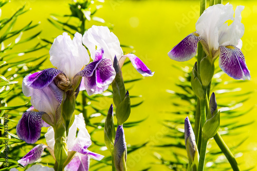 Fototapeta Naklejka Na Ścianę i Meble -  Iris, summer mood