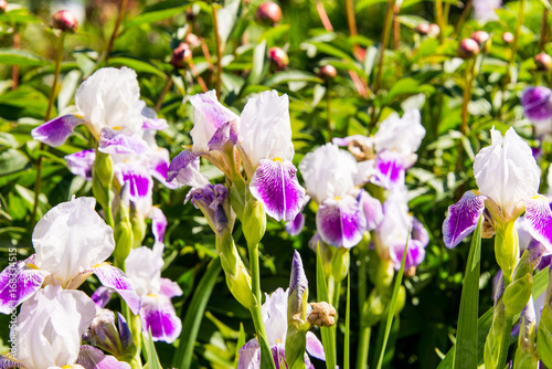 Fototapeta Naklejka Na Ścianę i Meble -  Iris, summer mood