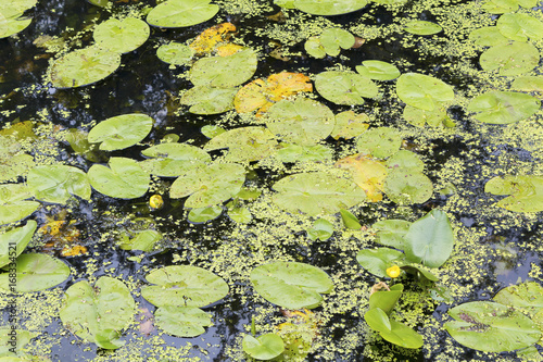 Water Lilies and Weeds on a Pond Closeup © markuk97