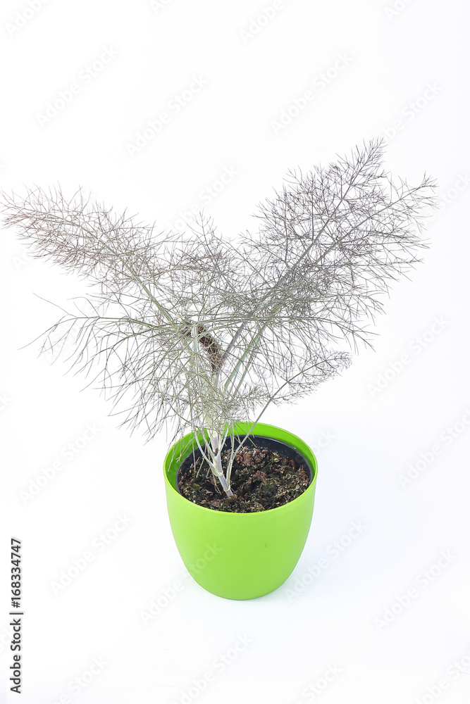 finocchio selvatico nero