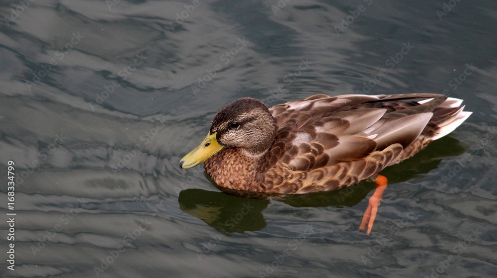 Fototapeta premium Canard sur la Sarre