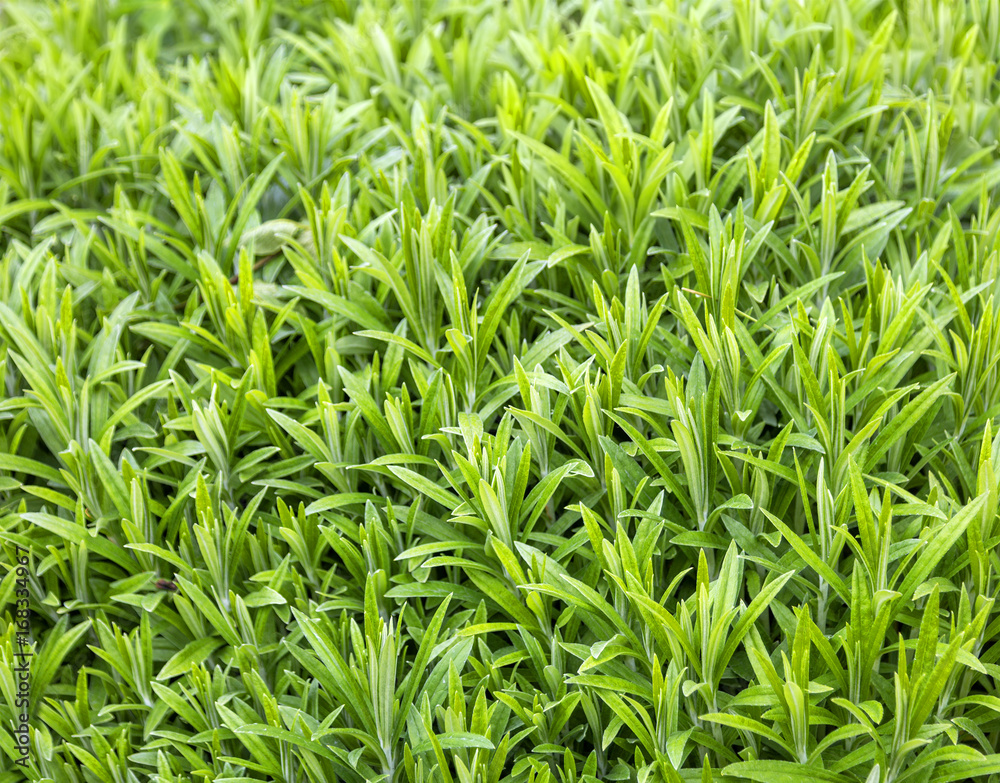 Green plants background texture. Green plants background texture.
