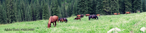 Horses in a mountain field