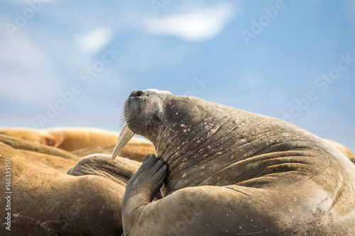 Walrus scratching his head in a group of walruses on Prins Karls Forland, Svalbard