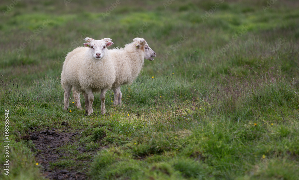 Naklejka premium Young Icelandic Sheep