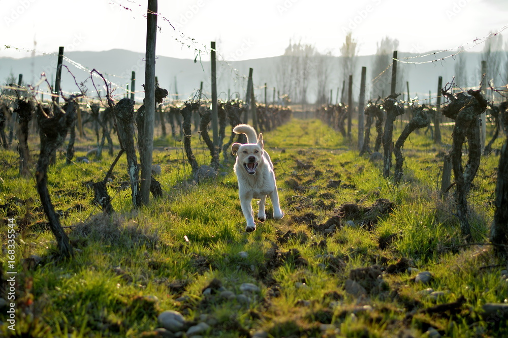 Naklejka premium pequeños