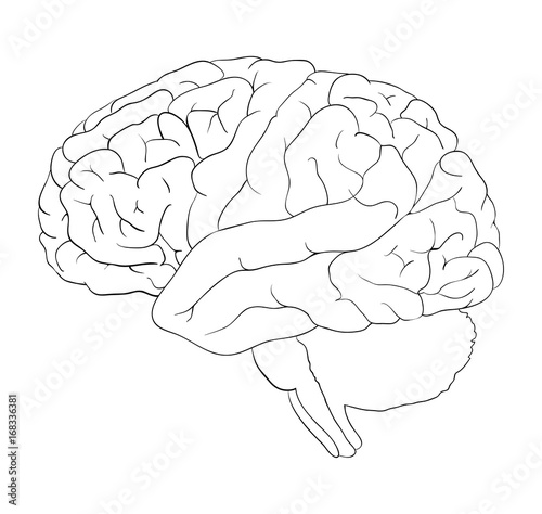 Brain cartoon  outline vector symbol icon design. Beautiful illustration isolated on white background