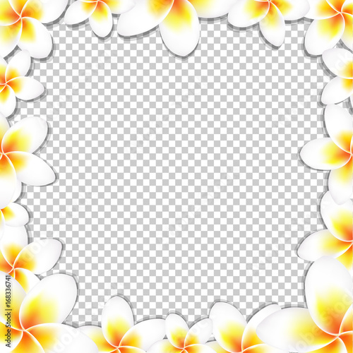 Frangipani Frame