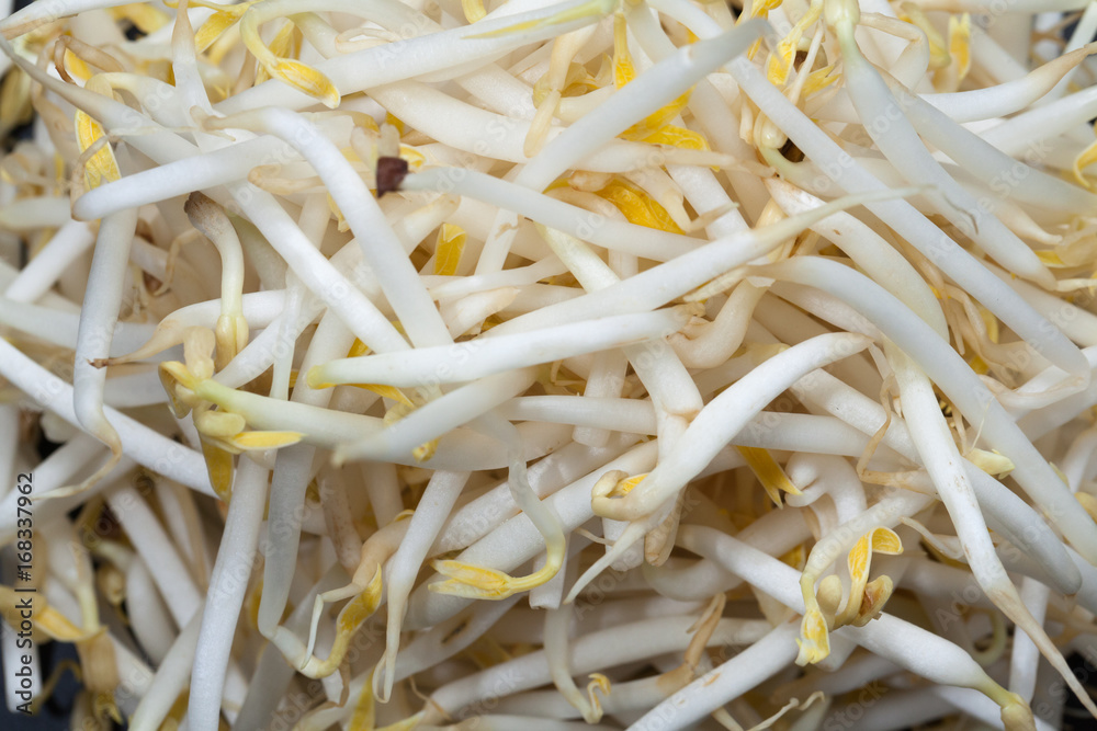 mung bean sprout on black background