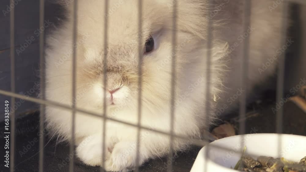 Bunny in Corner of its Cage Bunny in Corner of its Cage