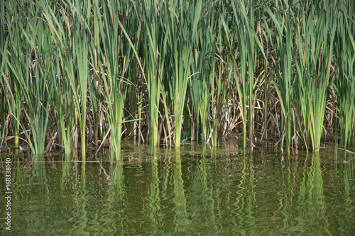 Reeds reflected on water