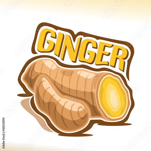 Vector logo for Ginger: cut root of fresh brown asian plant, poster for medical healthy vegetable with yellow title text - ginger, label for drink with ginger flavor on white, natural organic food.