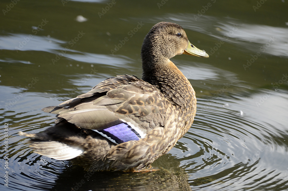 Ente am Wasser Ente am Wasser