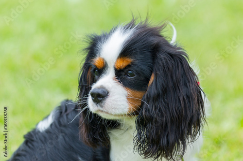 Canvas-taulu Cavalier King Charles Spaniel Profile of Tri Color