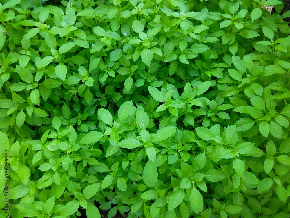 Obraz premium Basilico