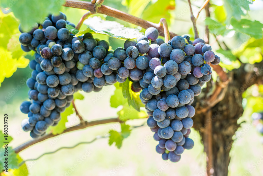 close up of blue grapes of grape vine