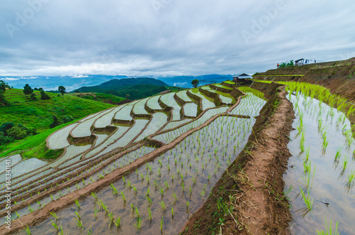 Фотография rice field terraces on mountain