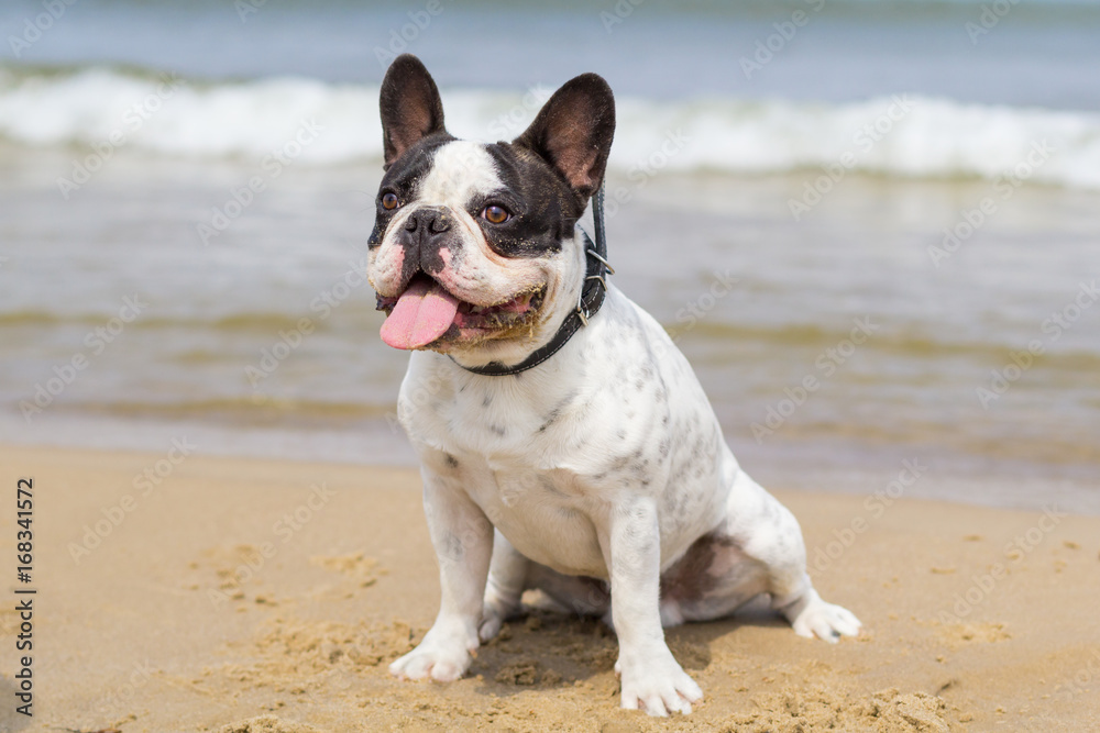 French bulldog on the beach of Baltic Sea