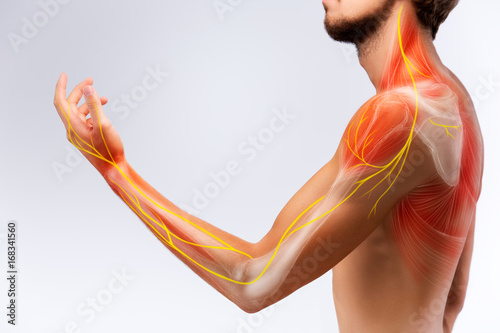 Illustration of the human arm anatomy representing nerves, bones and ligaments. photo