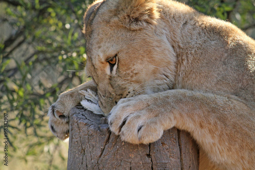 Lion devouring a chicken photo