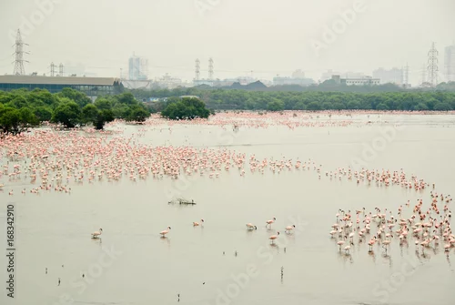 Fototapeta Flock of lesser flamingos at Sewri, Mumbai