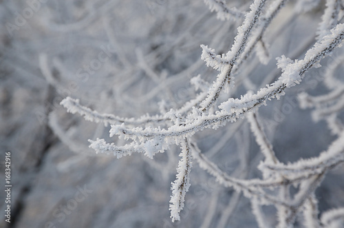 Frozen trees in ice