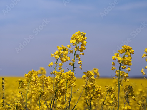rape field on a nice summer day, rapeseed (brassica napus)