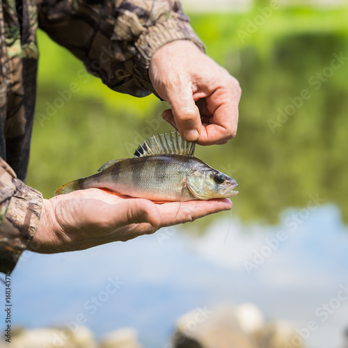 Fototapeta Naklejka Na Ścianę i Meble -  Close-up of Bright perch with a torn off hook on the line in palms fisherman. Concept fortune, finance, investment, success, active rest, ecology