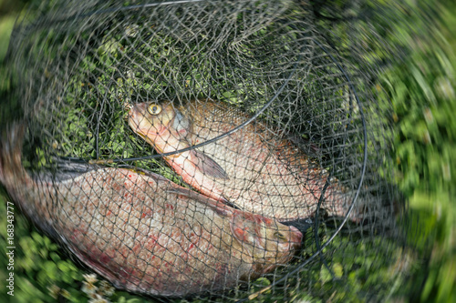 Two bream in a fishing net close-up, successful fishing. Natural Yin and Yang. Symbol of unity and control of two opposing energy, interaction of extreme opposites