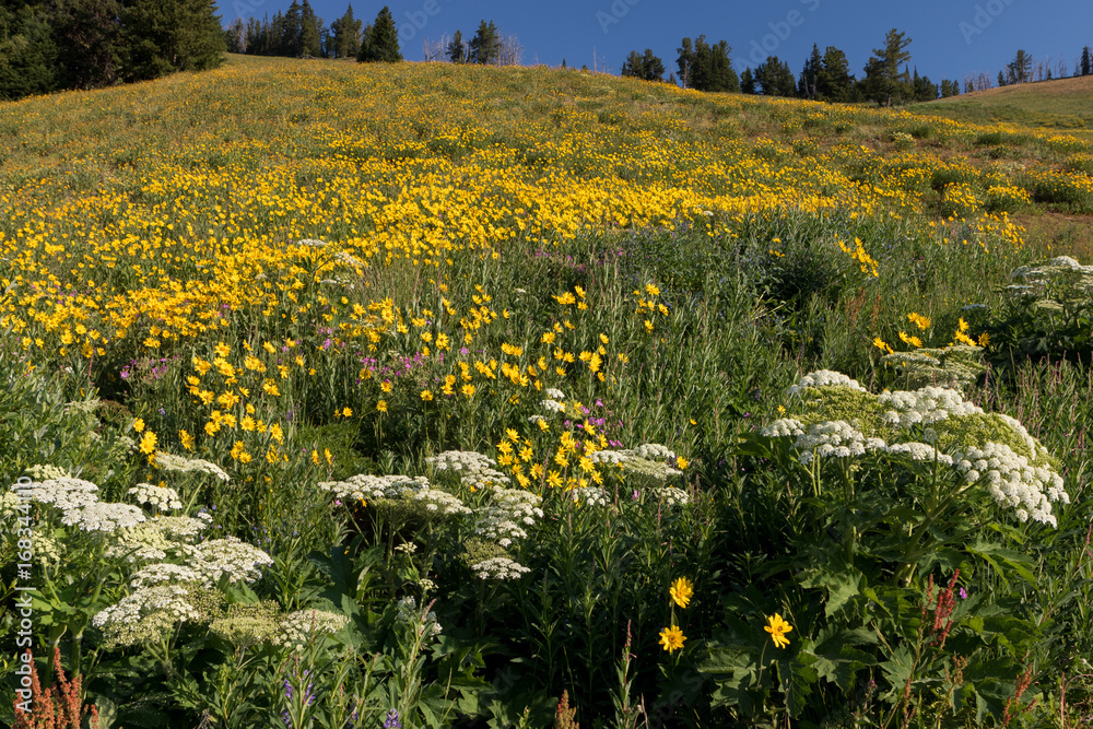 Obraz premium Wildflowers